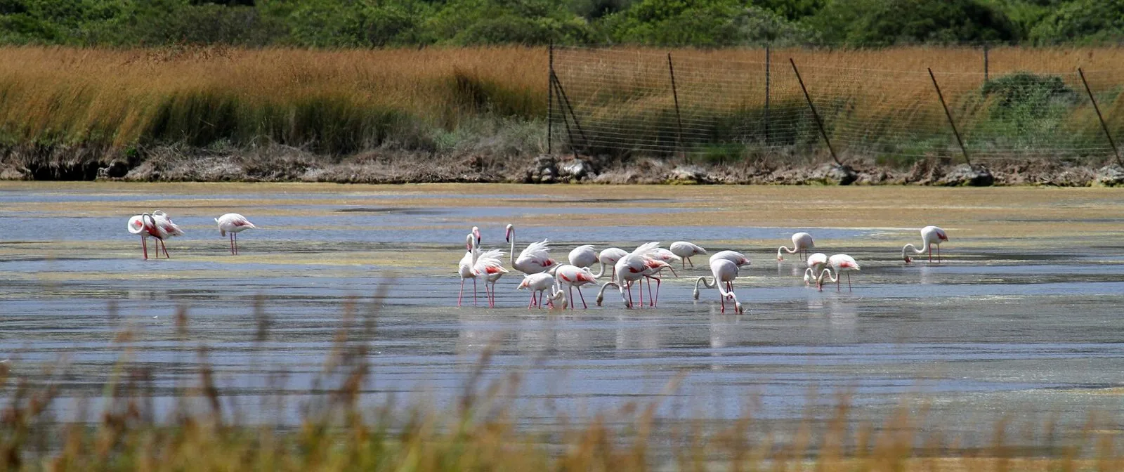 Un gruppo di fenicotteri rosa si nutre nell'acqua bassa dello stagno retrodunale di Sa Colonia, con canneti dorati e macchia sullo sfondo